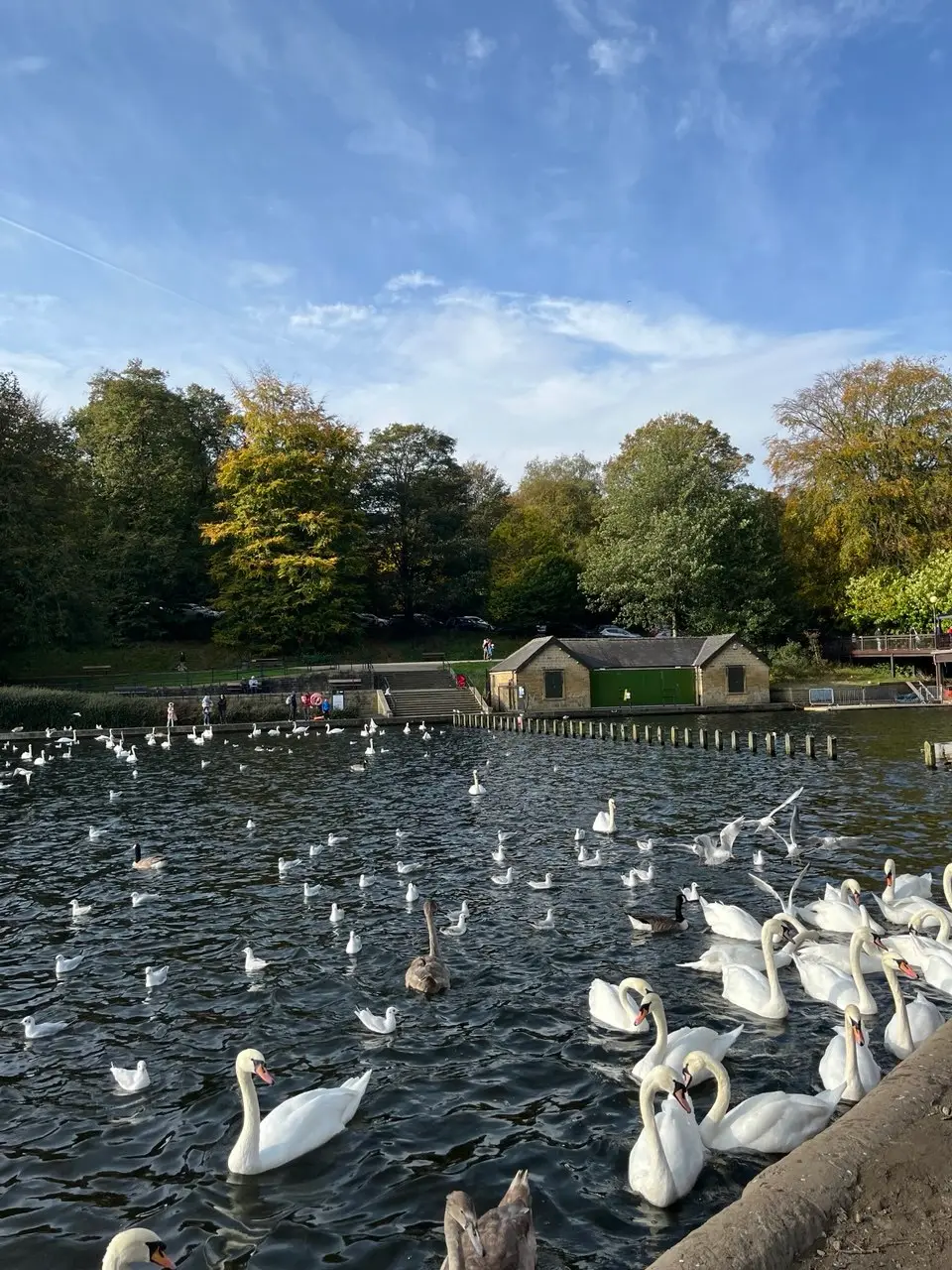 Waterloo Lake at Roundhay Park crowded with mute swans, grey-brown cygnets and gulls, a boathouse with green doors on the far bank below trees beginning to turn gold